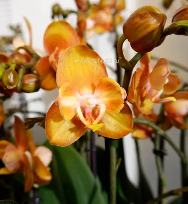 ОРХИДЕИ новые ОБЗОР цветения орхидей фаленопсисы Лас Вегас, Брион, Сансет  Лав, Горизонт 25.05.20 - YouTube