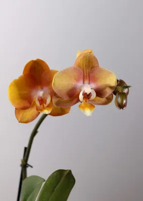 Золотой сорт Лас-Вегас, 2 ветки, 265... - Орхидеи Фаленопсис - Orha_ua  продажа, уход, полезные советы | Facebook