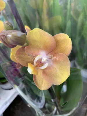 Орхидея Phalaenopsis Las Vegas