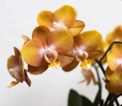 Орхидея Фаленопсис Лас Вегас купить в Москве с доставкой | Магазин растений  Bloom Story (Блум Стори)
