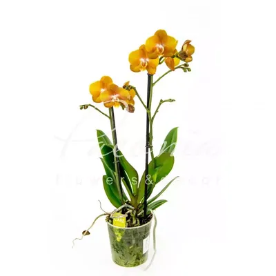 Phalaenopsis 'Las Vegas' - Plant World London