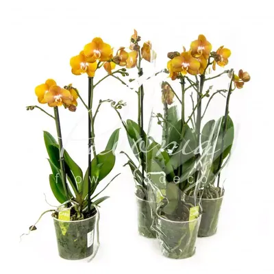 Phalaenopsis Multi. Anthura Las Vegas Kolibri Jewel Las Vegas 3 stem |  Phalaenopsis Multiflora | Phalaenopsis Multiflora | Flowering indoor  orchids | Flowering indoorplants | Indoorplants | All products | OZ Planten