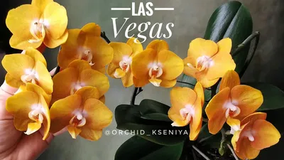 Орхидея Лас Вегас (Гоуд). Орхидея Лиодоро. Развитие, особенности. - YouTube