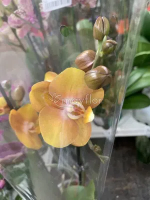 Phalaenopsis Las Vegas (two plants/pot) | Passiflora.ru - Сервис  коллективных заказов