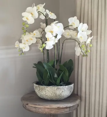 Phalaenopsis Multi. orange Bo Las Vegas | Phalaenopsis Multiflora |  Phalaenopsis Multiflora | Flowering indoor orchids | Flowering indoorplants  | Indoorplants | All products | OZ Planten