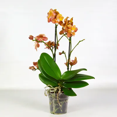 Сортовая Орхидея Фаленопсис Лас-Вегас, цветки с нежным ароматом. Настоящее  солнышко. ☀️ | ВКонтакте