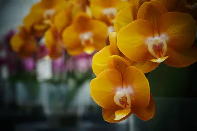 Flowering Orchids phalaenopsis; Phalaenopsis Las Vegas on display at  Southport Flower Show, 2019 Stock Photo - Alamy