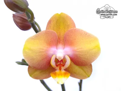 Phalaenopsis Las Vegas - Currlin Orchideen