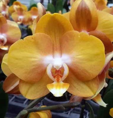 Phalaenopsis Las Vegas Gold : r/orchids
