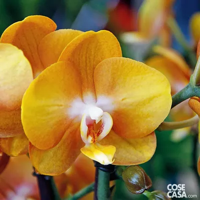 Phalaenopsis Las Vegas - Currlin Orchideen