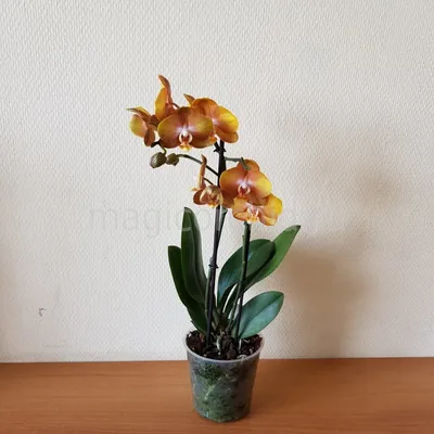 Orquídea Phalaenopsis Las Vegas \"Bronze\" - Orquidário 4 Estações -  Orquídeas e Flores Ornamentais