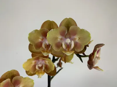 Фаленопсис Лас Вегас (Phalaenopsis Las Vegas) — купить в интернет-магазине  Ангелок