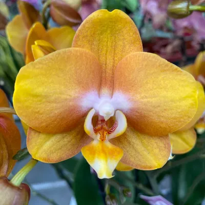 Orchid Phalaenopsis Las Vegas, a collection orchid – Floraria Secret Garden  (SG)