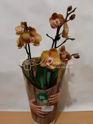 Phalaenopsis 'Las Vegas' - PictureThis