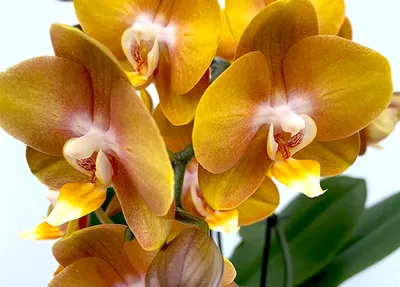 Архив Продам очень красивую сортовую орхидею лас вегас с деткой! ✔️ 365  грн. ᐉ Другие комнатные растения в Запорожье на BON.ua 76262089