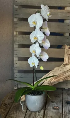 Фаленопсис «Las Vegas» - Botanic Craft | Цветы и растения в Хабаровске