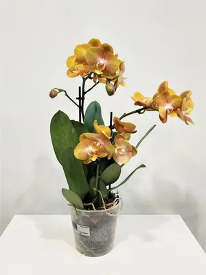Phalaenopsis Las Vegas 'Peloric' (2 Rispen) | Orchideen-Wichmann.de -  Highest horticultural quality and experience since 1897