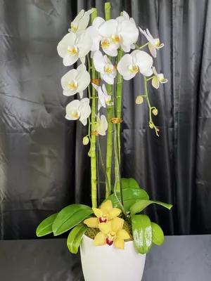 Real Live Phalaenopsis Orchid VAR. Las Vegas Orange 12Ø 40cm 2stem Flow  Flowering Plant : Amazon.co.uk: Garden