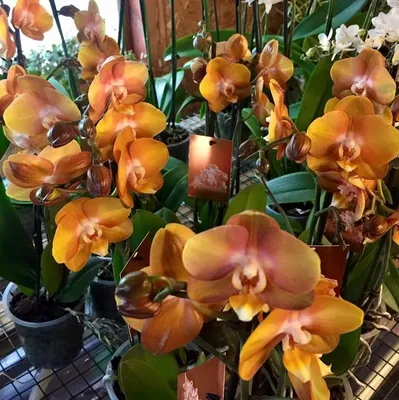 Kolibri Orchids | Orange Phalaenopsis Orchid Las Vegas In Golden Groove  Ornamental Pot - Ø12Cm