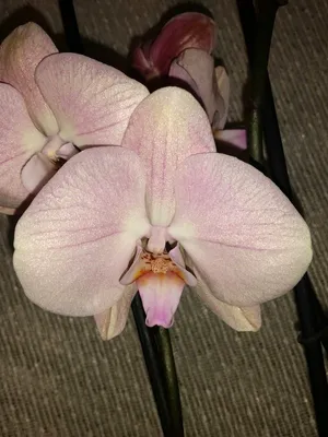 Орхидея Фаленопсис Рим 3 ст купить в Москве с доставкой | Магазин растений  Bloom Story (Блум Стори)