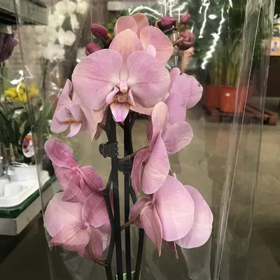 Орхидеи Комнатные и садовые цветы и кустарники В наличии и на заказ - В  наличии Фаленопсис Рим #rom необычной буро-розовой расцветки. Два цветоноса  высотой 60 см. Цена 4500тг. По вопросам приобретения звоните