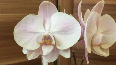 РИМ - Фаленопсисы - Фаленопсисы - Самые Красивые Орхидеи