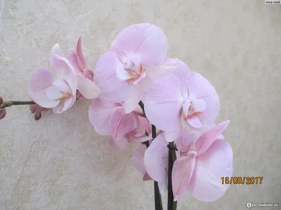 Орхидея Фаленопсис 2ствола D12 купить в Москве