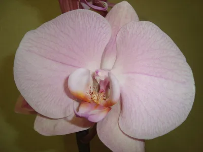Phal Rome | Exotic flowers, Beautiful flowers, Flower therapy