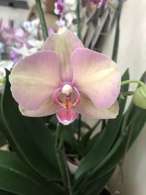 Phal. Rome💓🌸 Мой шикарный Рим🎀 Живет у меня с 2018 года🌿 Второе  домашнее цветение на 13 цветков, в первое было еще больше - 17 на двух  цветоносах! 🤩... | By Irene's orchids | Facebook