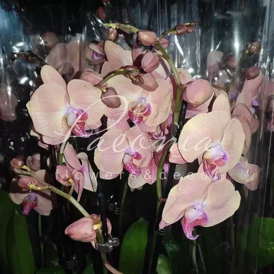 Первое домашнее цветение красотки. Орхидея РИМ ROME - YouTube