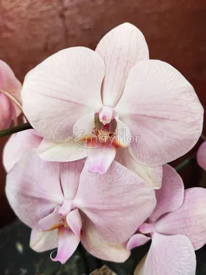 Орхидея Phalaenopsis Rome