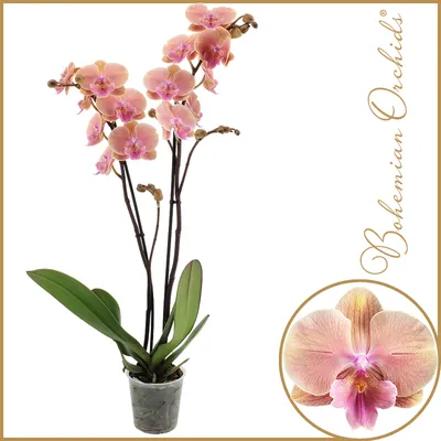 Pin em Orchid