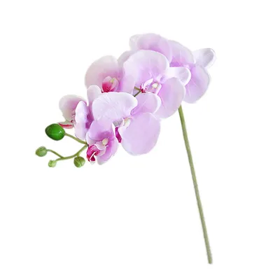 орхидея Рим...разделение сиамских близнецов...есть вопросы.... - YouTube