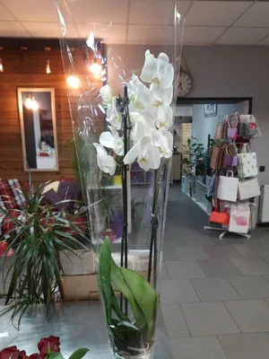 6-branch pink Phalaenopsis orchid - Home delivery Rome