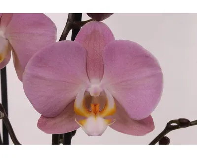 Орхидея Phal. Rome 1,7 - купить, доставка Украина