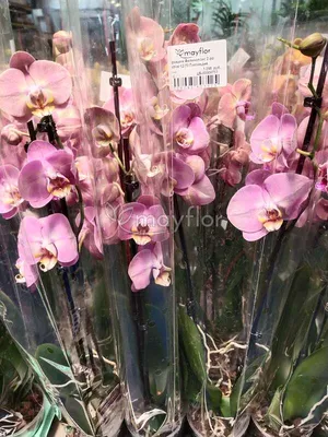 Купить Орхидея Фаленопсис Рим | UFL