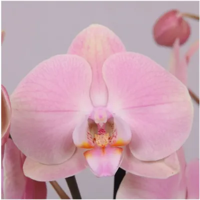 Орхидея Phal. Rome - купить, доставка Украина