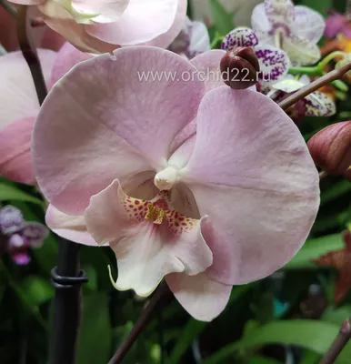 Орхидея фаленопсис Рим Rome – купить в Челябинске, цена 850 руб., продано 9  мая 2019 – Растения и семена