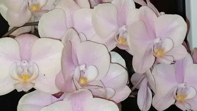 Farfi Artificial Butterfly Orchid Flower Bouquet Phalaenopsis Wedding Home  Rome Decor - Walmart.com