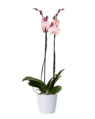 Phalaenopsis Rome 2 Risp 122922