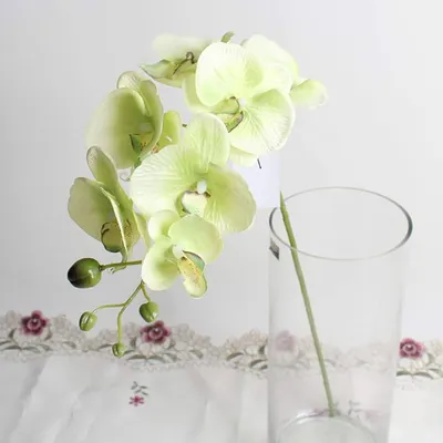 Branch Of Blooming Beautiful Dark Cherry With White Rim Orchid, Phalaenopsis  Is Isolated On White Background Stock Photo, Picture and Royalty Free  Image. Image 29757978.