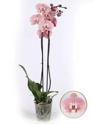 Орхидея phalaenopsis 2st ROME 10+ d12 L75 купить с доставкой в Украине |  Орхидеи в интернет магазине Шарм24