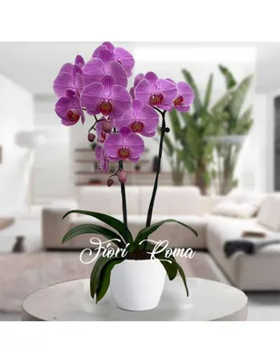 Phalaenopsis Romee – Floraria Secret Garden (SG)