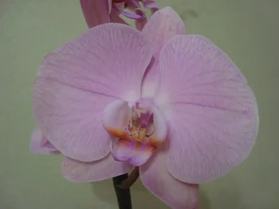 Орхидеи Барнаул | orchid22.ru (@orchid22ru) • Instagram photos and videos