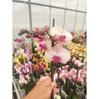 Phalaenopsis Cadi 2 stem | Phalaenopsis | Phalaenopsis | Цветущие комнатные  орхидеи | Цветущие комнатные растения | Комнатные растения | All products |  OZ Planten