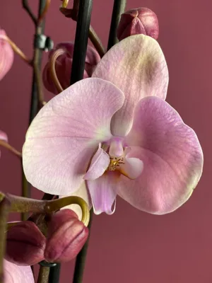 McBean's Orchids - Phalaenopsis Rome 🏛🏛 such a beautiful dusty pink |  Facebook