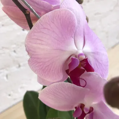 По многочисленным просьбам непривзайденная орхидея Рим, нериально пышное  цветение - YouTube