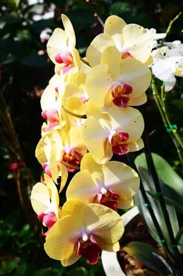 blooming branch of dark purple with yellow rim orchid, phalaenopsis is  isolated on white background, closeup Stock Photo - Alamy