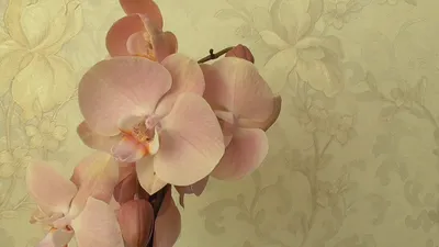 Flowers and Plants online Rome | Phalaenopsis orchid fuchsia
