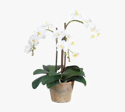 Орхидея Phal. Hybrid № 549 - купить, доставка Украина